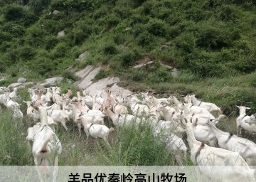 黃金奶源地有哪些：了解黃金奶源地的分布，選擇優質奶源，羊品優羊奶粉